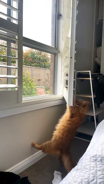 Olivia the Cat Hangs From Blinds
