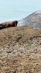 Walrus at Calshot beach taken by Colin Tabor of Lymington Coastguard