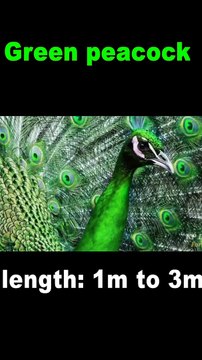 Green Peacock #shorts # youtubeshorts