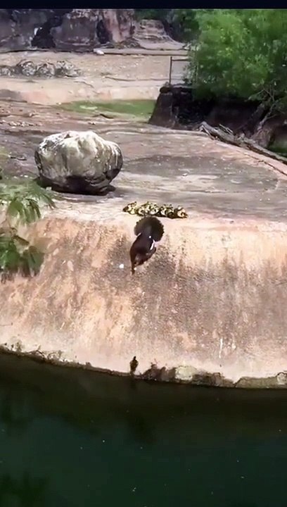 duck and baby