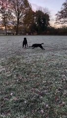 Black Lab Has Serious Zoomies