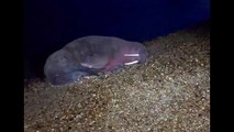 Walrus seen in the Solent - video by Darren Mckell