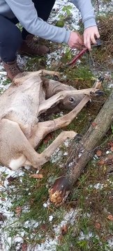 Guys Help Rescue Trapped Deer