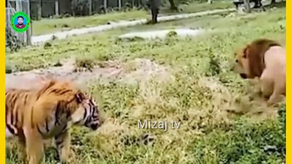 How a snake killed some lions belak mama /// একটি সাপ কিভাবে কয়েকটি সিংহ কে মেরেদিলো