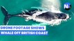 Stunning drone footage shows a humpback whale swimming off British waters