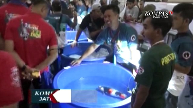 Usaha Budidaya Ikan Koi Bernilai Jual Tinggi