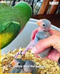 தனது குஞ்சிகளிடம் அழகாக ஆங்கிலத்தில் பேசி அசத்திய கிளி