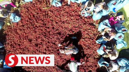 Dulong people embrace Amomum Tsao-ko harvest in Yunnan province