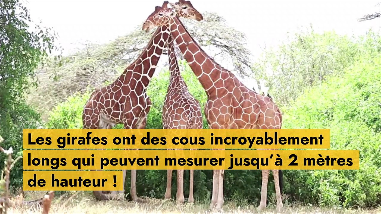 Pourquoi les girafes ont-ils de si longs cous ?