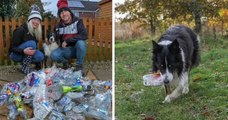 Surnommé « le chien écolo », ce Border collie ramasse chaque jour des bouteilles en plastique jetées dans la rue