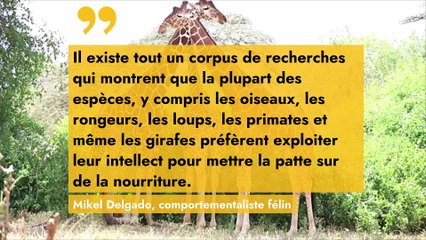 Pourquoi les chats privilégient la nourriture facile d'accès