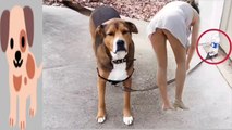 Funniest Dog Videos| Funny Animals - Videos