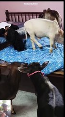 Lucu dan Menggemaskan! Sapi Kerdil yang Sangat Disayangi 🐄