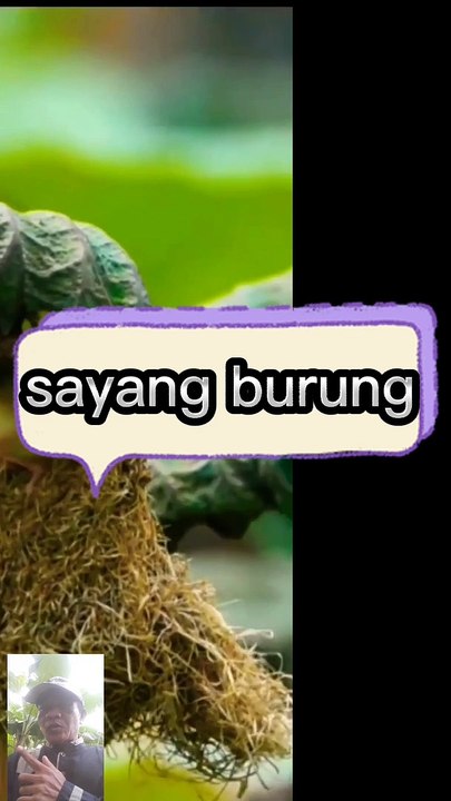 Burung apa tu?