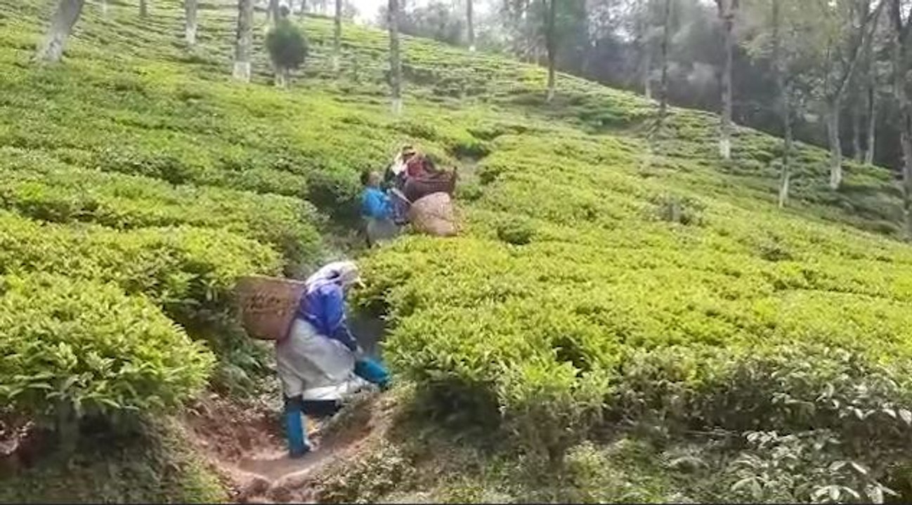 পাহাড়ের ৪ টি বন্ধ চা বাগান ফের খুলে যাওয়ায় খুশি...