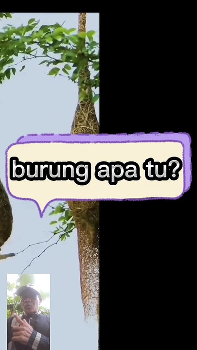 Burung camar