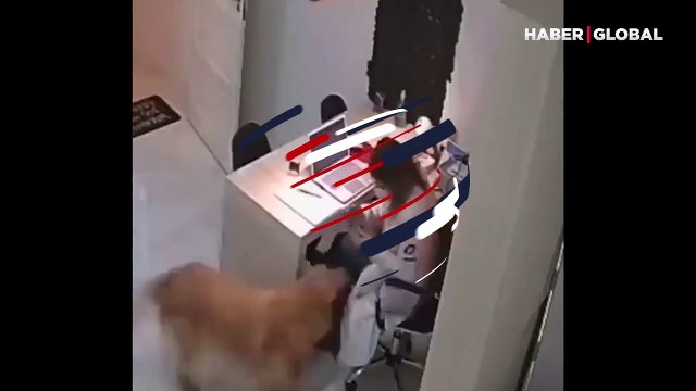 Veteriner hekimin yanına gelen hayvanların verdiği tepkiler gündem oldu