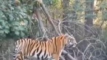 नर्मदापुरम: जंगल सफारी के दौरान दिखी बाघिन,पर्यटक हुए रोमांचित,वीडियो हुआ वायरल