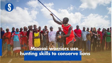 Maasai warriors use hunting skills to conserve lions