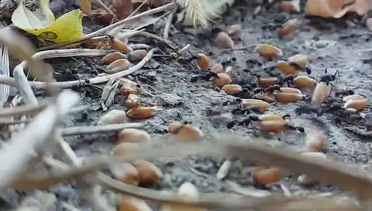 Ants Gathering and Storing Food __ Ant Colony_HIGH - video Dailymotion
