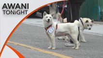 AWANI Tonight: Dogs gifted by North resettled in South Korean zoo