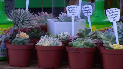 bd-publireportaje-evergreen-121222