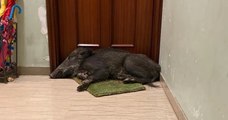 Italie : il part au travail et découvre un sanglier endormi sur son paillasson
