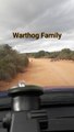 Warthog  Family | Safari drive South Africa