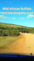 Wild African Buffalo blocking the road - Crazy