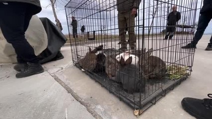 Yalova Üniversitesi yerleşkesine 25 tavşan ile 25 sülün bırakıldı