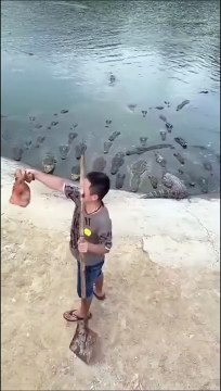 L'heure du repas pour les crocodiles... Attention les doigts