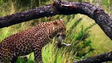 Leopard is Monkey Hunters - Chacma Baboon Hold Baby One Week After Failed To Save From Leopard