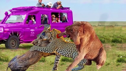 OMG! LION Like A Boss Defeating LEOPARD And CHEETAH to Rescue WARTHOG - Lion attack Wild Dogs