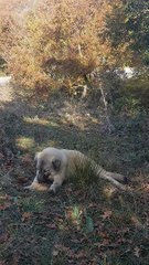 Essential Puppy Cleaning Tips for a Healthy, Happy Dog 🐶