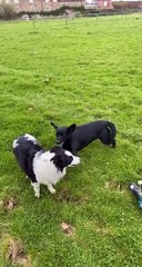 Black Lab Runs in Circles