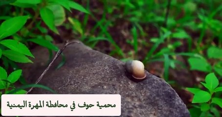 محمية حوف في محافظة المهرة اليمنية