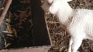 So cutest my lamb when eating