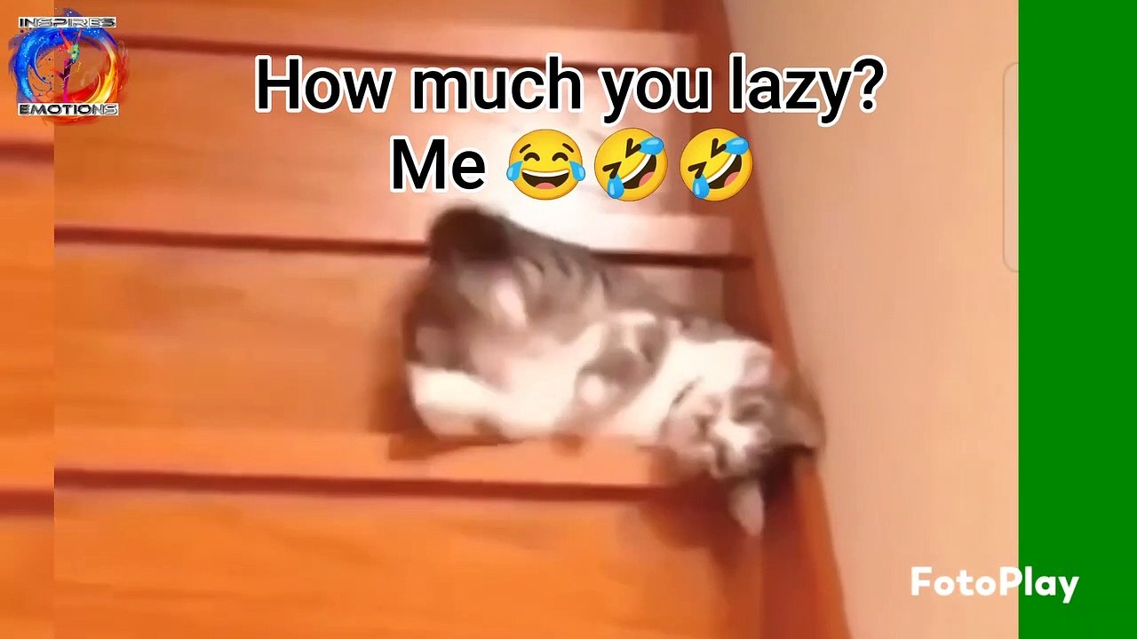 How much you lazy? Me  #inspiresemotions #jokes...