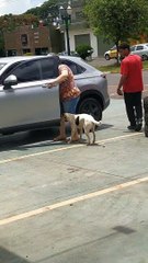 Umuaramense filma reencontro dos tutores com Amora, que estava desaparecida há um mês