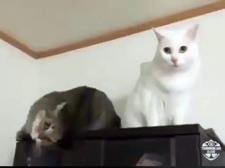 kucing saling tatapan mata soswit baget