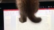 Amazing Cute Cats Funny Viral Clips || #funny Cute Cats #shorts Video || #trending #animals #reels