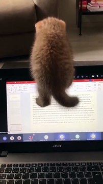 Amazing Cute Cats Funny Viral Clips || #funny Cute Cats #shorts Video || #trending #animals #reels