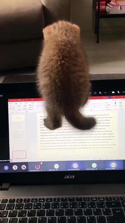 Amazing Cute Cats Funny Viral Clips || #funny Cute Cats #shorts Video || #trending #animals #reels