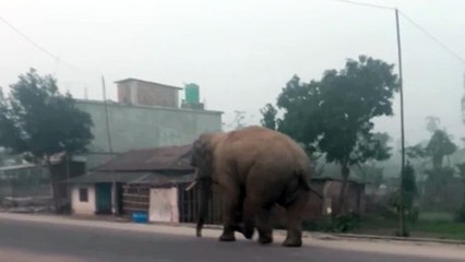 असली हाथी जंगल से आया गांव में गांव वाले हुए हेयरन  asalee haathee jangal se aaya gaanv mein gaanv vaale hue heyaran