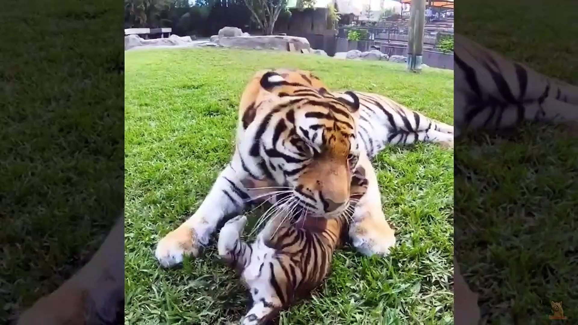 Funniest Video On Youtube Dogs And Cats. Funny animals. - video Dailymotion