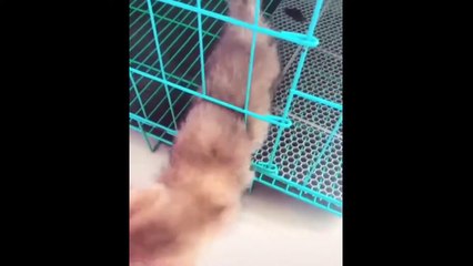 I laughed for an hour.  Funny cats.