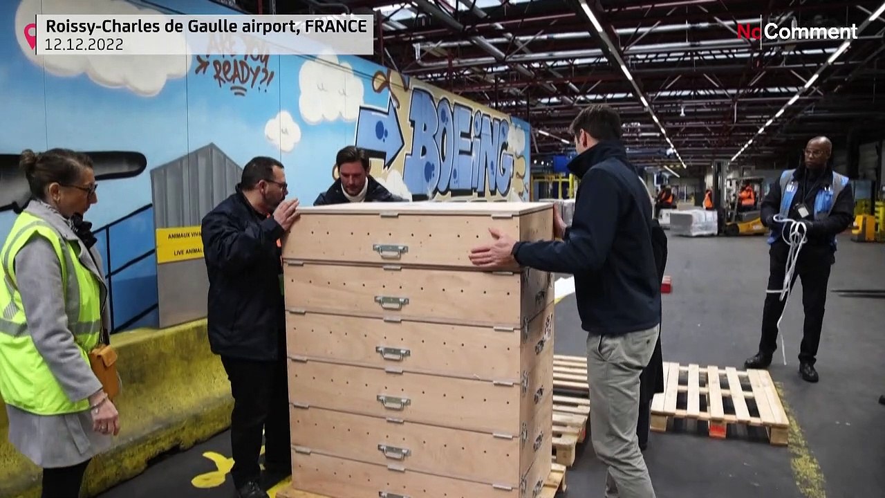 46 Schildkröten fliegen in den Senegal