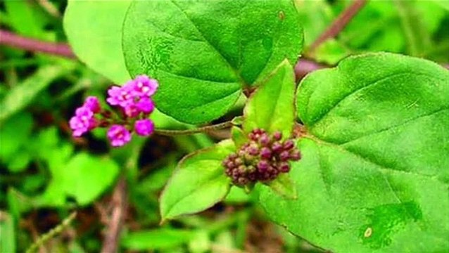 नाक में कीड़े होने का इलाज़ | नाक में कीड़े का घरेलू उपचार | नाक में कीड़े निकालने के लिए क्या करे