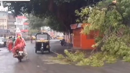 खंडवा: मौसम में बदलाव, हल्की बारिश से भीगी सड़कें, घंटाघर के पास गिरा पेड़