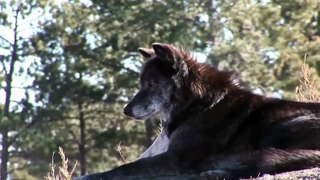 Wolf Dog Attacks a Kangal and Pays the Price!!! kangal dog attack wolf ! Knagal vs wolf